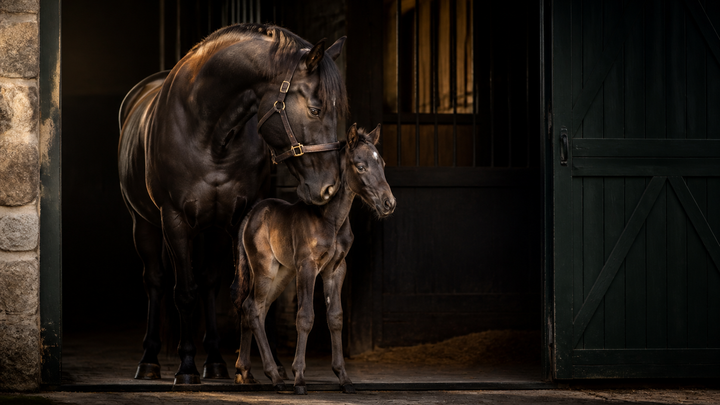 Mare, foal & senior